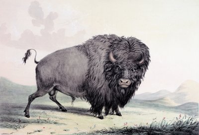 Ein Büffelbulle beim Grasen von George Catlin